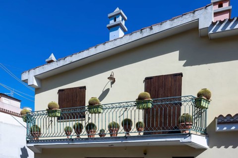 House with cacti