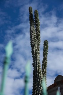Snake cactus in a front garden against a blue sky