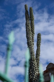 Snake cactus in a front garden against a blue sky