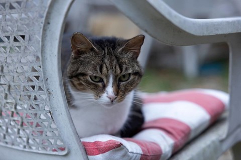 Cat on a garden chair at a campsite