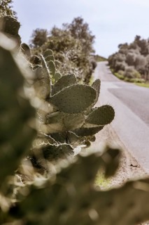 Bushes of cactus pears