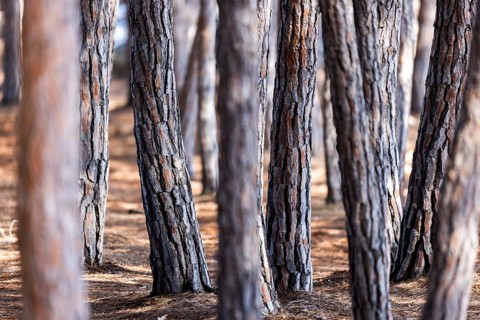 Pine tree trunks in a pine grove