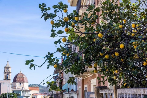 Lemon tree with ripe lemons in a front garden in the city