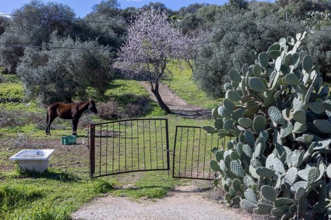 Horse in a meadow with an old bathtub