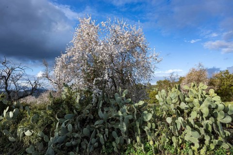 Bush of a cactus pear