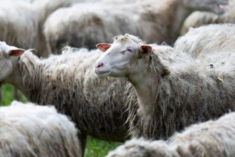 Sheep in a flock in a meadow