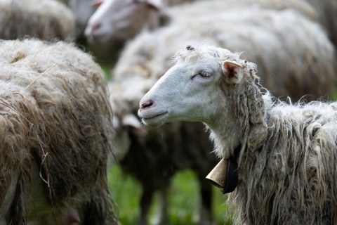 Sheep with a bell around its neck in a meadow with a flock of sheep