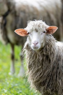 Sheep in a flock in a meadow looking at the camera