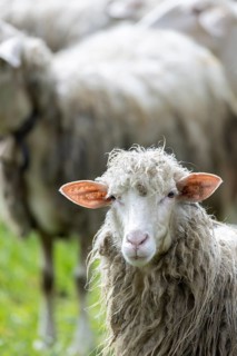 Sheep in a flock in a meadow looking at the camera