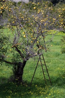 Lemon harvest
