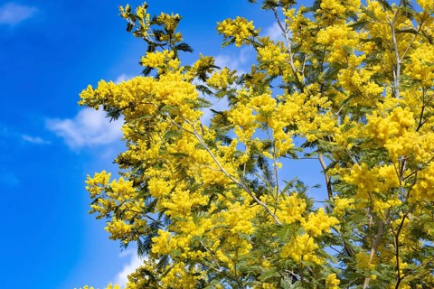 Mimosa tree