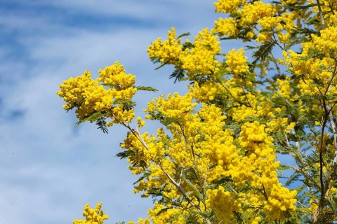 Mimosa tree