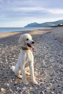 White poodle