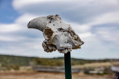 Impaled animal skull of a sheep or goat on a stake in the landscape
