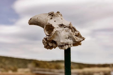 Impaled animal skull of a sheep or goat on a stake in the landscape