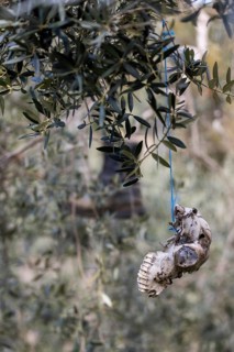 Old boots and weathered animal skull hanging in an olive tree to deter birds