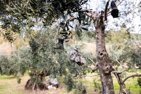 Old boots and weathered animal skull hanging in an olive tree to deter birds