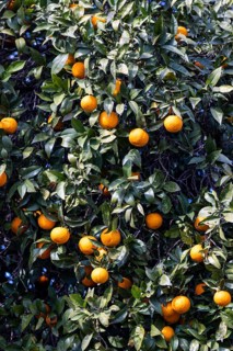 Ripe oranges