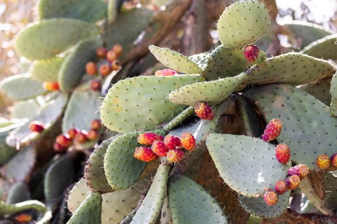 Cactus pear