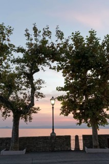 Promenade with plane trees on the lakeshore
