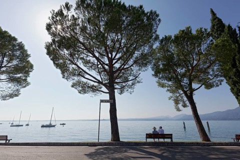 Lakeside promenade with pine trees