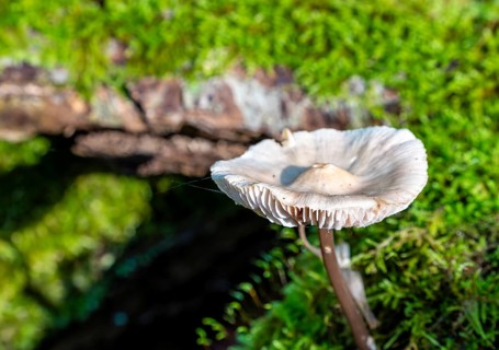 Common bonnet