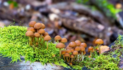 Fungi