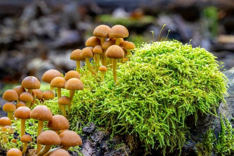 Fungi
