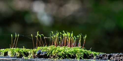 Small plant shoots on a moss bed in the forest