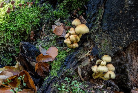 Fungi