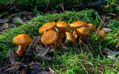 Fungi