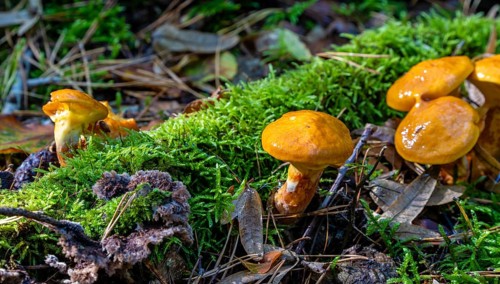 Fungi