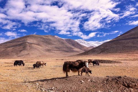 Domestic yaks