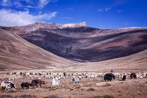 Domestics yaks