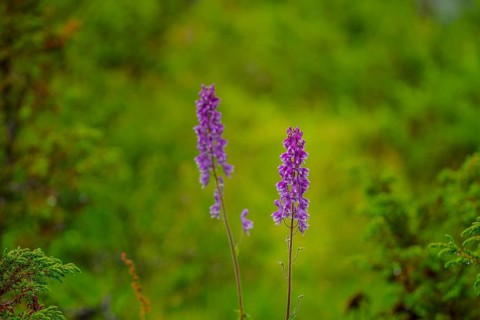 Northern Monkshood
