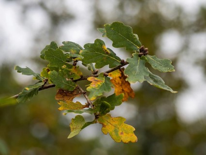Autumn leaves on a branch