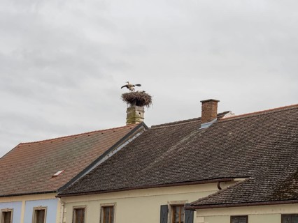 White stork