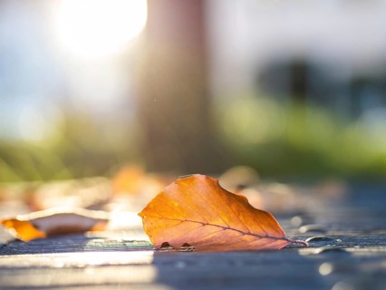Autumn leaves backlit on a park table