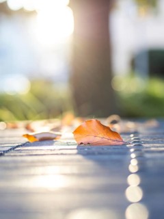 Autumn leaves backlit on a park table