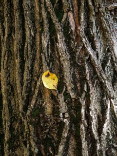 Autumn leaf on a gnarled tree trunk