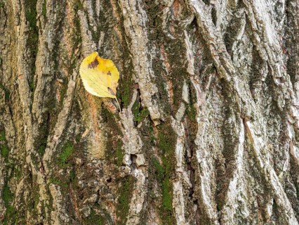Autumn leaf on a gnarled tree trunk