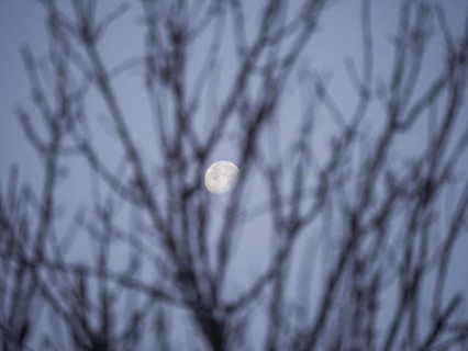 Moon behind branches