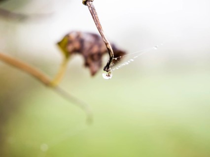 Dewdrops on a spider's web