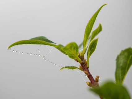 Dewdrops on a spider's web