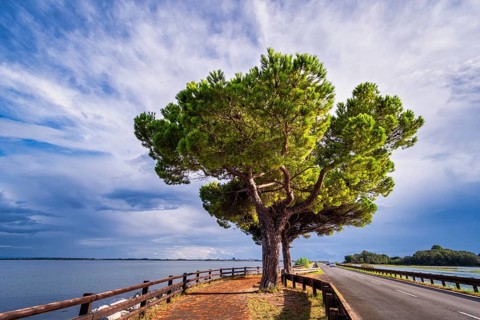 Embankment road to Grado