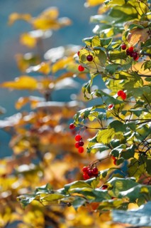 Guelder rose