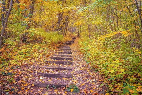 Steps in the forest in autumn
