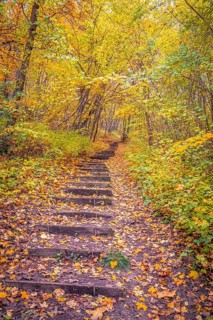 Steps in the forest in autumn