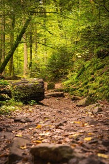 Path through the autumn forest
