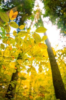 Leaves look up
